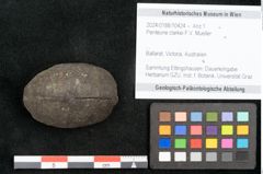 Foto (Objekt + Etikett) von Penteune clarkei F.V. Mueller (NHMW-GEO-2024-0188-10424)